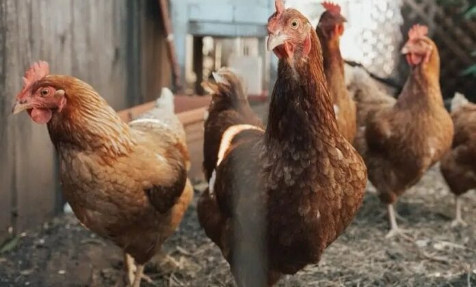 “Ladrão de galinha” faz jus ao nome e foge com 15 aves durante a madrugada, em Carmo do Paranaíba 