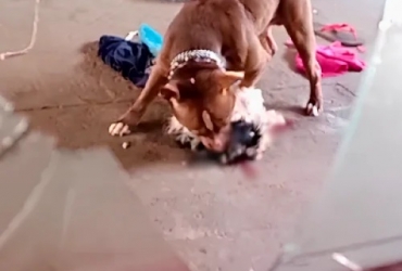 Lagoa Formosa - Pit bull solto na rua invade residência, mata cãozinho de família e assusta moradores