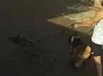 Pit bulls atacam e matam outro cão no bairro Chácaras Caiçaras, em Patos de Minas