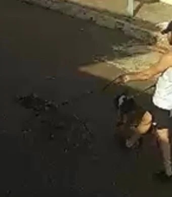 Pit bulls atacam e matam outro cão no bairro Chácaras Caiçaras, em Patos de Minas